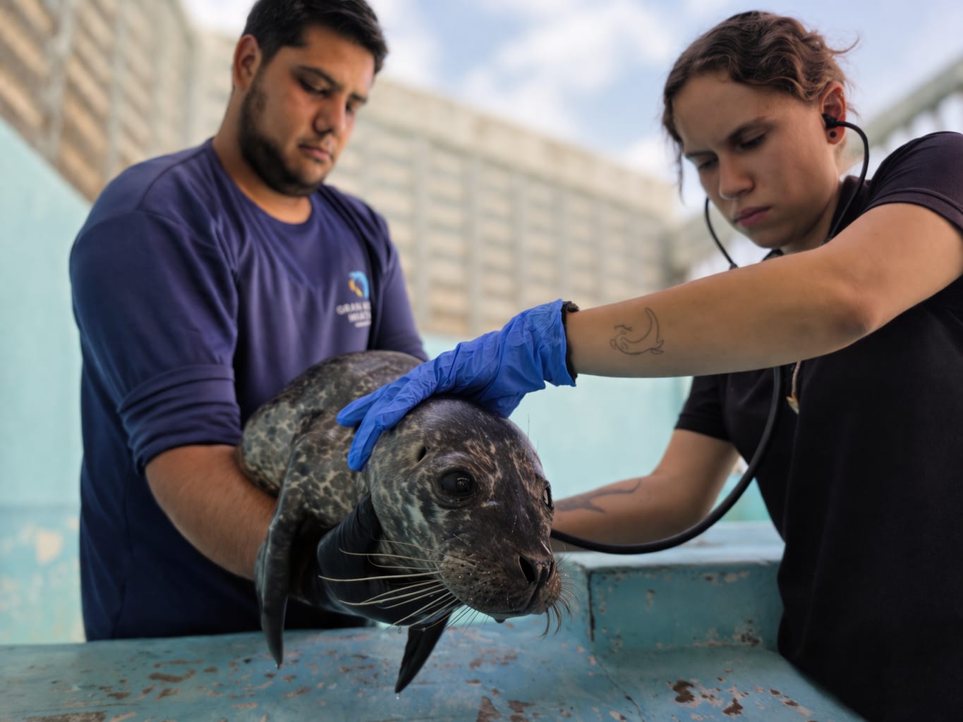 Respuesta coordinada ante varamiento: Hospital de Fauna del Gran Acuario Mazatlán rescata cría de foca en Sinaloa