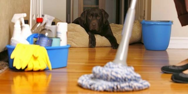 Ante casos de rickettsia piden mantener higiene. ¡Cuidado!.