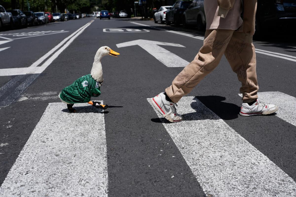 ¡Cuánta sensibilidad! Importa más un Pato que atender a Madres Buscadoras.
Siguen lucrando políticamente con la indignación por las altas tarifas eléctricas.
¡Ay, Nanita… l PAN sinaloense avienta la tarraya y ya pescaron a Estrada Burreiro!
La ausente come garnachas se pitorrea…