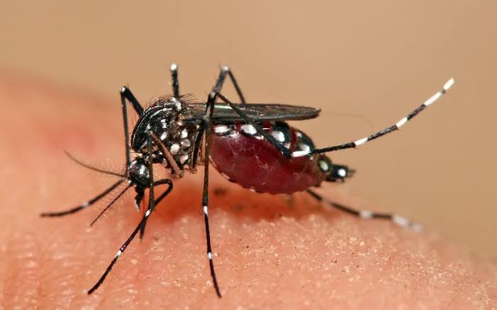 Sinaloa acumula 420 casos de dengue en 2026; Se prevé incremento durante la temporada de lluvias, advierte Cuitláhuac González Galindo.