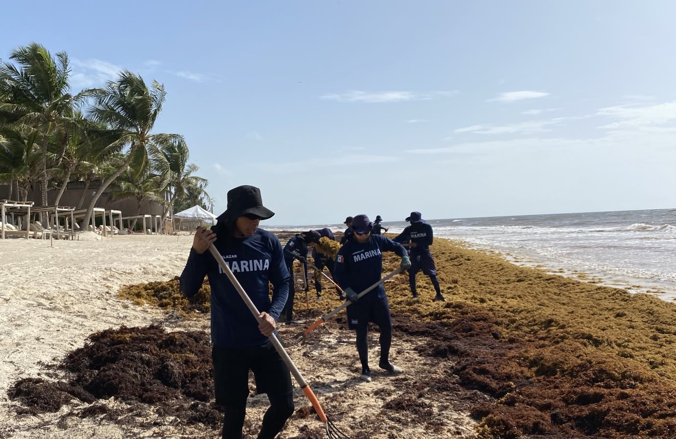 Suma Marina 79, 900 toneladas de Sargazo recolectadas en el Caribe Mexicano.