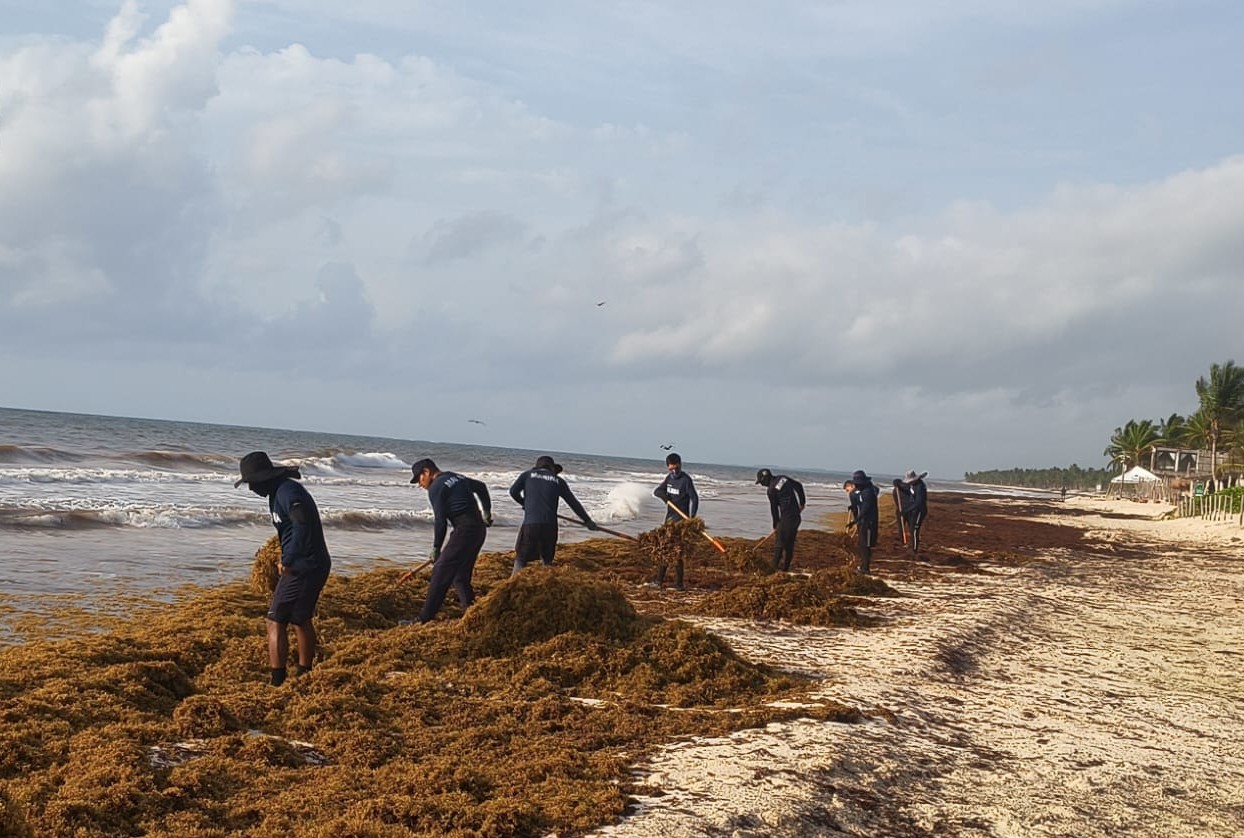 Suma Marina 79, 900 toneladas de Sargazo recolectadas en el Caribe Mexicano.
