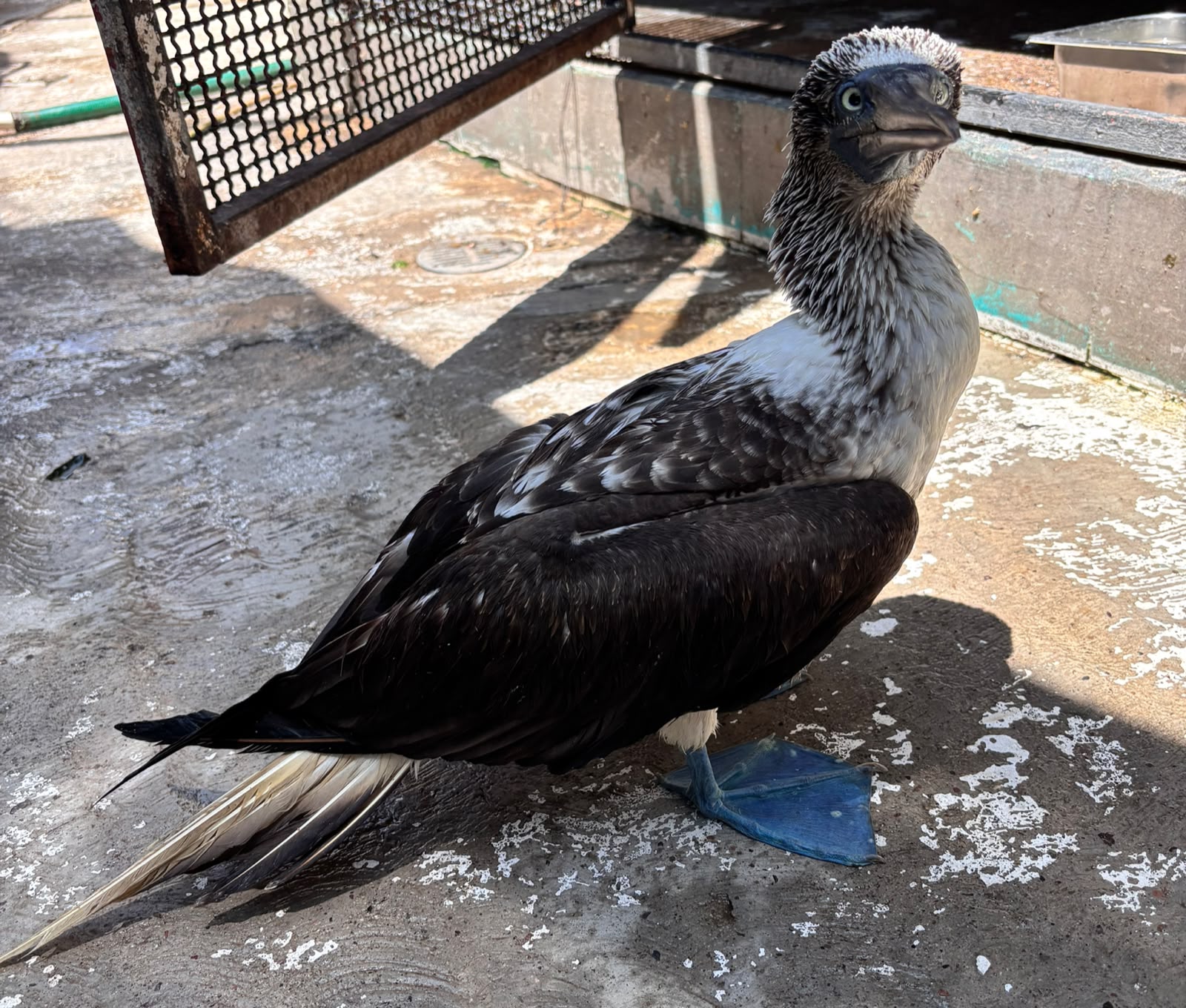 Cada visita al Gran Acuario contribuye a salvar y proteger la vida silvestre