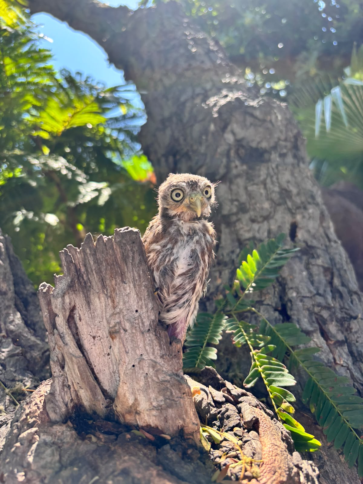 Cada visita al Gran Acuario contribuye a salvar y proteger la vida silvestre