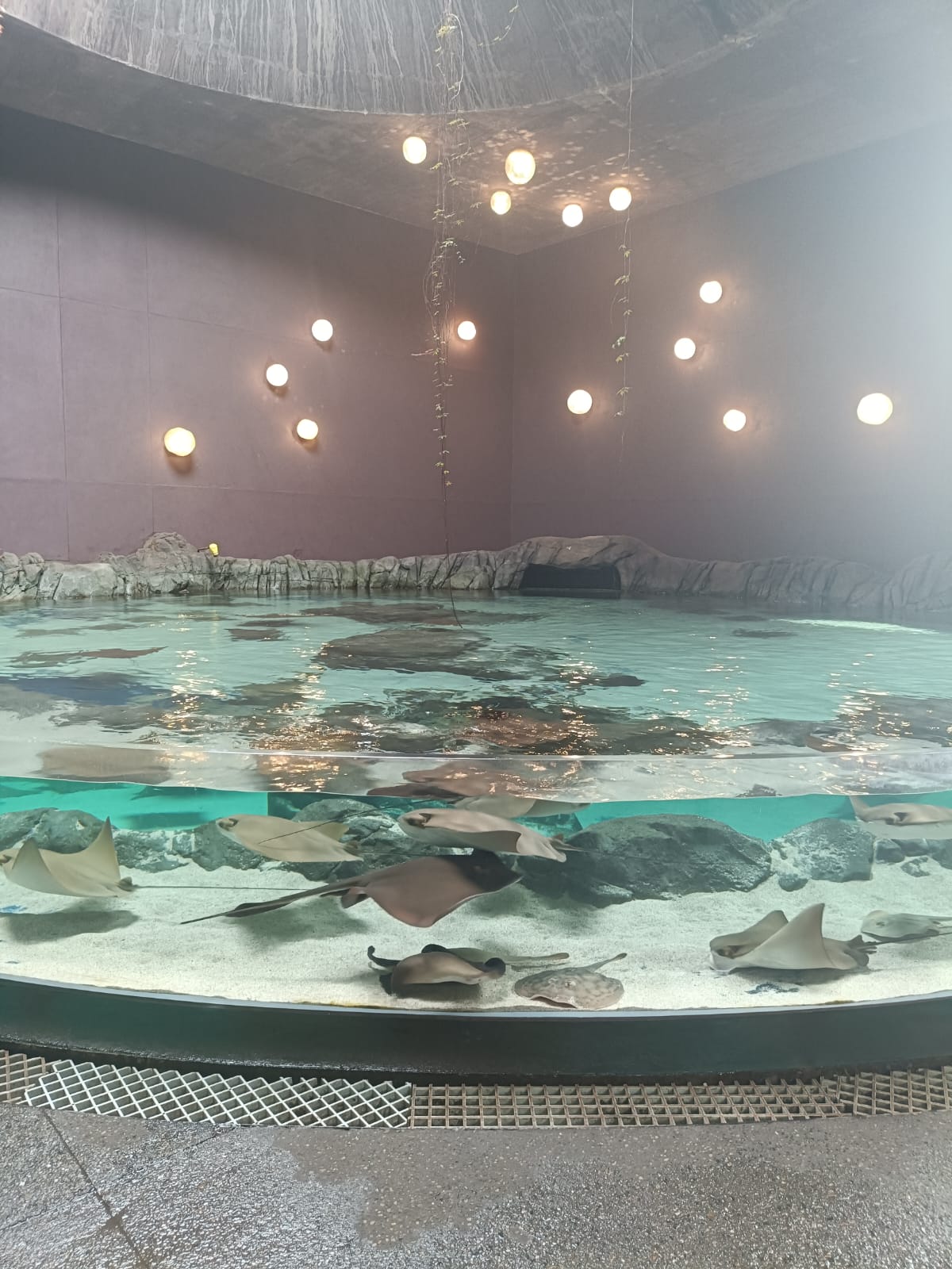 Gran Acuario te invita a conocer las rayas, tiburones y meros del Mar de Cortés